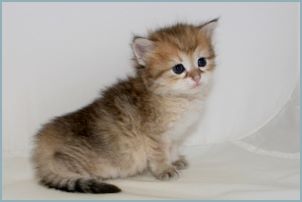 Male Siberian Kitten from Deedlebug Siberians